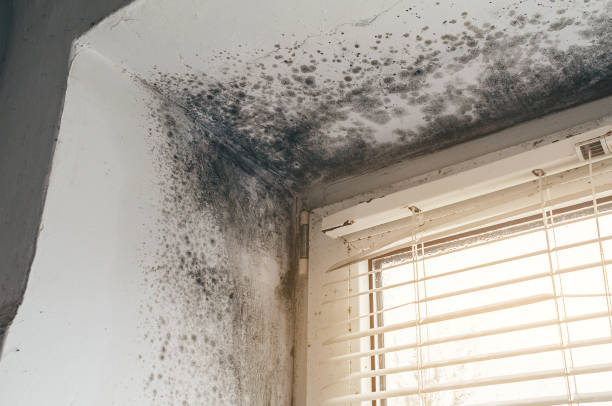 Affordable Crawl Space Mold Removal solutions in Allensville, PA